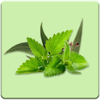 Eucalyptus-Mint Blast #10-00090